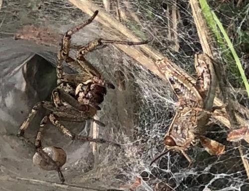 Agelena labyrinthica